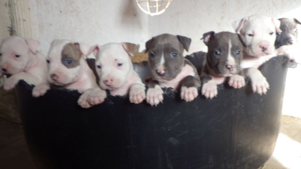 De Midipile - American Staffordshire Terrier - Portée née le 10/06/2020
