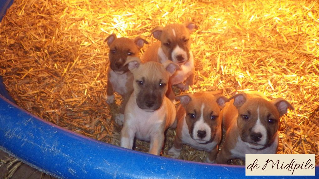 De Midipile - American Staffordshire Terrier - Portée née le 03/11/2017