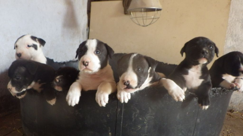 De Midipile - American Staffordshire Terrier - Portée née le 15/02/2020