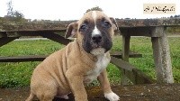 De Midipile - American Staffordshire Terrier - Portée née le 06/09/2020