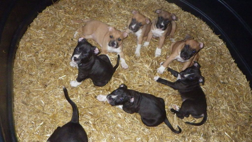 De Midipile - American Staffordshire Terrier - Portée née le 01/07/2018