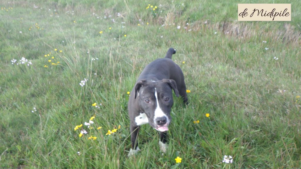 De Midipile - Chiots disponibles - American Staffordshire Terrier