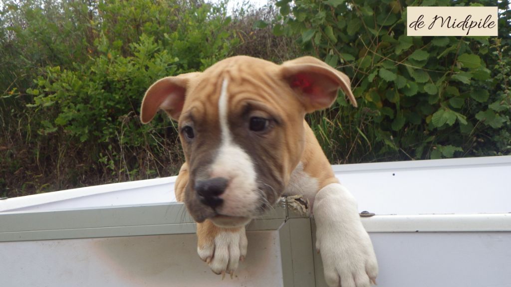 De Midipile - Chiots disponibles - American Staffordshire Terrier