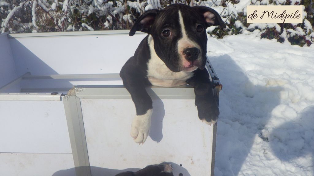 De Midipile - Chiots disponibles - American Staffordshire Terrier