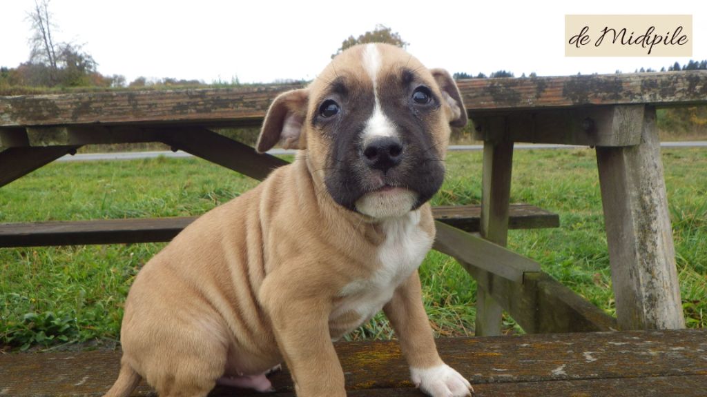 De Midipile - American Staffordshire Terrier - Portée née le 06/09/2020